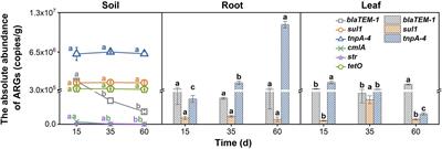 Nitrogen Regulates the Distribution of Antibiotic Resistance Genes in the Soil–Vegetable System